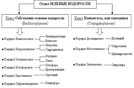 Роль водорослей в природе, жизни человека и в биогеоценозах - student2.ru