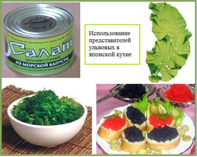 Роль водорослей в природе, жизни человека и в биогеоценозах - student2.ru