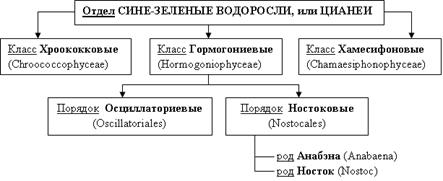 Роль водорослей в природе, жизни человека и в биогеоценозах - student2.ru