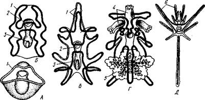 Руки, 2 — первая пара пиннул. 3—анальный бугорок, 4—амбулакральные бороздки, 5 — рот, окаймленный папиллами, 6 — водяные поры, 7 — рудиментар­ные пластинки орального скелета - student2.ru