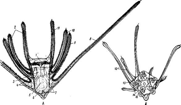 Руки, 2 — первая пара пиннул. 3—анальный бугорок, 4—амбулакральные бороздки, 5 — рот, окаймленный папиллами, 6 — водяные поры, 7 — рудиментар­ные пластинки орального скелета - student2.ru