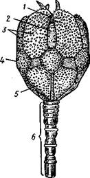 Руки, 2 — первая пара пиннул. 3—анальный бугорок, 4—амбулакральные бороздки, 5 — рот, окаймленный папиллами, 6 — водяные поры, 7 — рудиментар­ные пластинки орального скелета - student2.ru