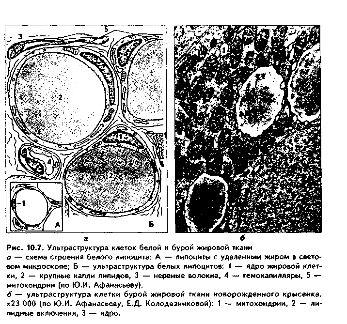 рыхлая волокнистая неоформленная соединительная ткань (рвнст) - student2.ru