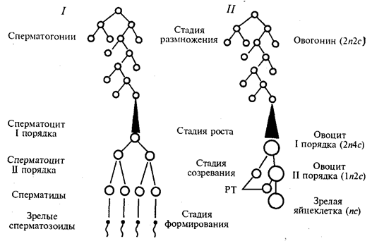 С бесполым и половым размножением - student2.ru