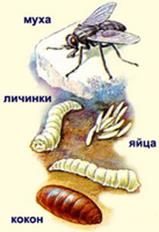 Самостоятельная работа студентов. 1, Рассмотреть под микроскопом и зарисовать следующие препараты: - student2.ru