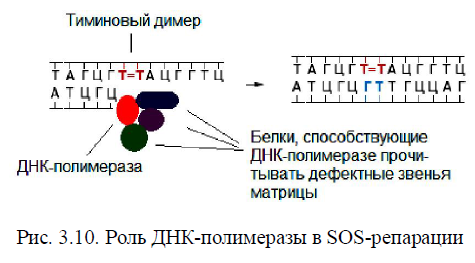 сайт-специфическая рекомбинация - student2.ru