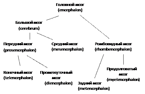 Сердечно-сосудистая система - student2.ru