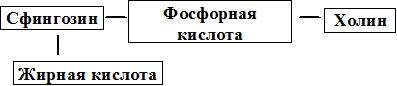 Сфингофосфолипиды содержат в своем составе сфингозин - student2.ru
