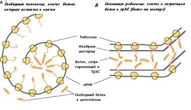 Синтетический аппарат клеток - student2.ru