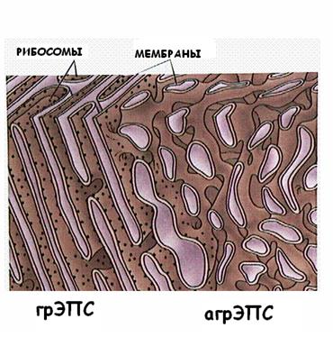 Синтетический аппарат клеток - student2.ru