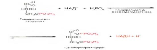 Синтез глюкозы из глицерина - student2.ru