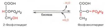Синтез глюкозы из глицерина - student2.ru