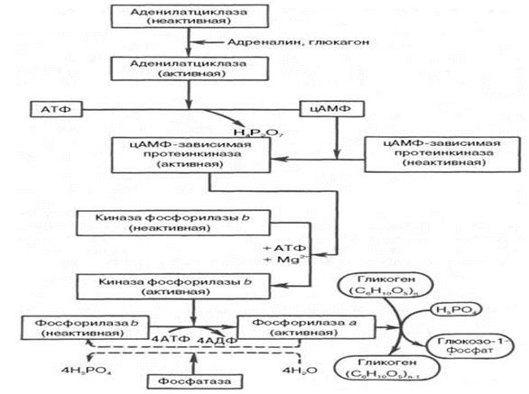 Синтез глюкозы из глицерина - student2.ru