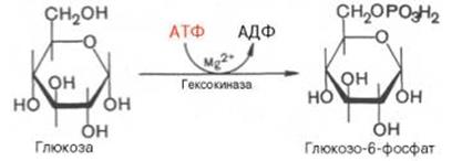 Синтез глюкозы из глицерина - student2.ru