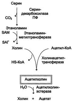 Синтез и биологическая роль щетилхолина - student2.ru