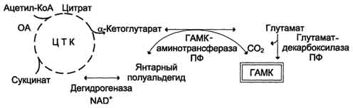 Синтез и биологическая роль щетилхолина - student2.ru