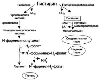 Синтез и биологическая роль щетилхолина - student2.ru