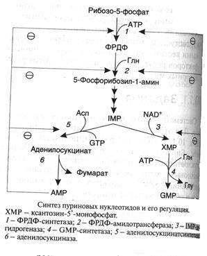 Синтез и катаболизм пуриновых оснований - student2.ru
