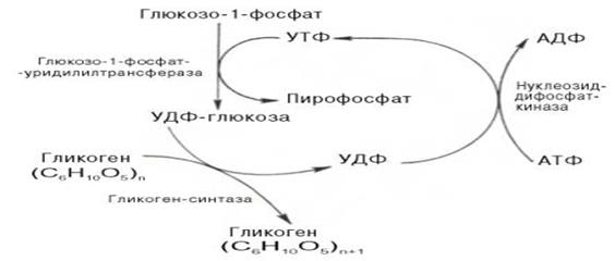 синтез и распад гликогена - student2.ru