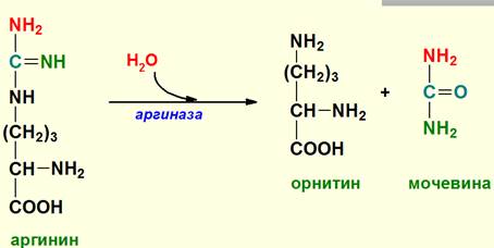 Синтез мочевины как механизм предотвращения образования аммиака. Химизм, ферменты, энергетика. Биологический смысл цикла мочевинообразования, связь с ЦТК. - student2.ru