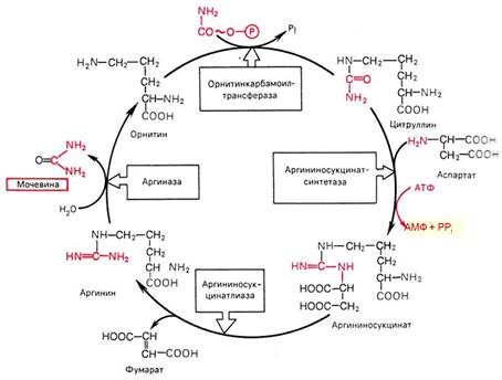 Синтез мочевины как механизм предотвращения образования аммиака. Химизм, ферменты, энергетика. Биологический смысл цикла мочевинообразования, связь с ЦТК. - student2.ru