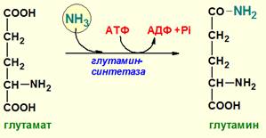 Синтез мочевины как механизм предотвращения образования аммиака. Химизм, ферменты, энергетика. Биологический смысл цикла мочевинообразования, связь с ЦТК. - student2.ru