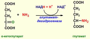 Синтез мочевины как механизм предотвращения образования аммиака. Химизм, ферменты, энергетика. Биологический смысл цикла мочевинообразования, связь с ЦТК. - student2.ru