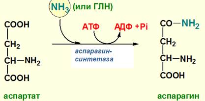 Синтез мочевины как механизм предотвращения образования аммиака. Химизм, ферменты, энергетика. Биологический смысл цикла мочевинообразования, связь с ЦТК. - student2.ru