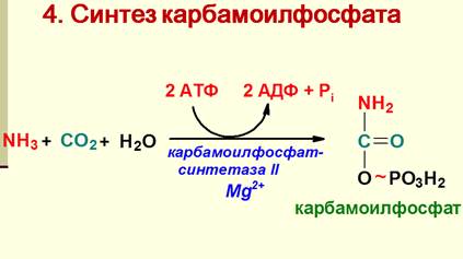 Синтез мочевины как механизм предотвращения образования аммиака. Химизм, ферменты, энергетика. Биологический смысл цикла мочевинообразования, связь с ЦТК. - student2.ru