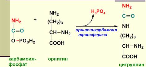 Синтез мочевины как механизм предотвращения образования аммиака. Химизм, ферменты, энергетика. Биологический смысл цикла мочевинообразования, связь с ЦТК. - student2.ru