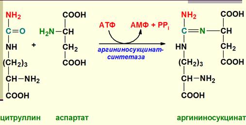 Синтез мочевины как механизм предотвращения образования аммиака. Химизм, ферменты, энергетика. Биологический смысл цикла мочевинообразования, связь с ЦТК. - student2.ru