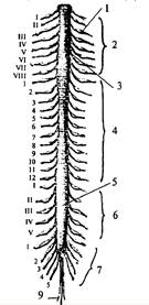 Система кровоснабжения спинного мозга по протяжению - student2.ru