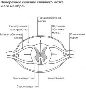 Система кровоснабжения спинного мозга по протяжению - student2.ru