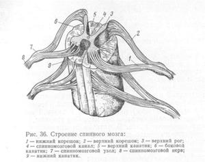 Система кровоснабжения спинного мозга по протяжению - student2.ru