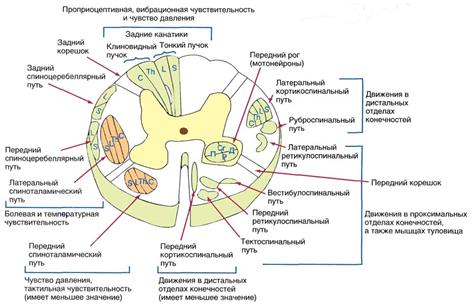 Система кровоснабжения спинного мозга по протяжению - student2.ru