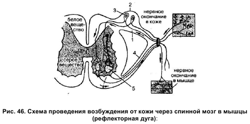 Система кровоснабжения спинного мозга по протяжению - student2.ru