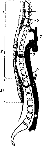 Система кровоснабжения спинного мозга по протяжению - student2.ru