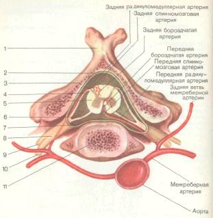 Система кровоснабжения спинного мозга по протяжению - student2.ru