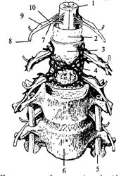 Система кровоснабжения спинного мозга по протяжению - student2.ru