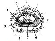 Система кровоснабжения спинного мозга по протяжению - student2.ru