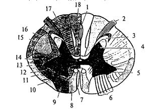 Система кровоснабжения спинного мозга по протяжению - student2.ru