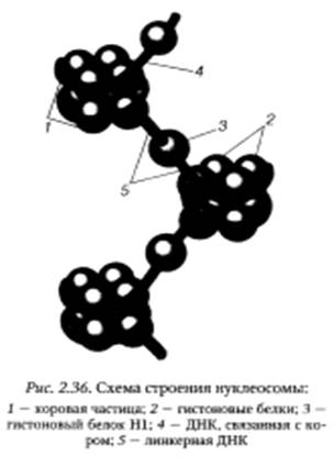 Система сохранения, воспроизведения и реализации генетической информации - student2.ru