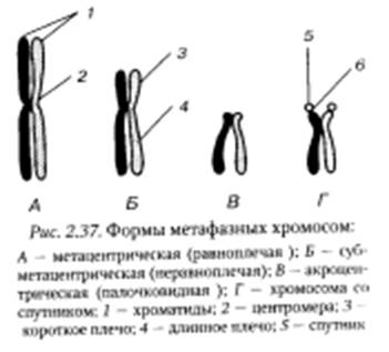 Система сохранения, воспроизведения и реализации генетической информации - student2.ru