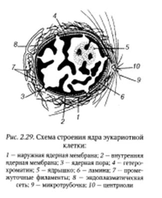 Система сохранения, воспроизведения и реализации генетической информации - student2.ru