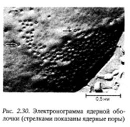 Система сохранения, воспроизведения и реализации генетической информации - student2.ru