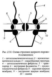 Система сохранения, воспроизведения и реализации генетической информации - student2.ru