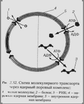 Система сохранения, воспроизведения и реализации генетической информации - student2.ru