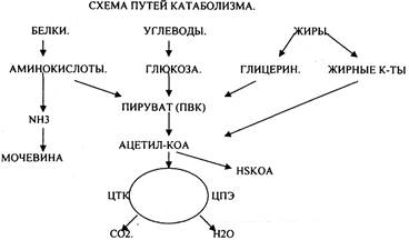 Систематическая номенклатура - student2.ru