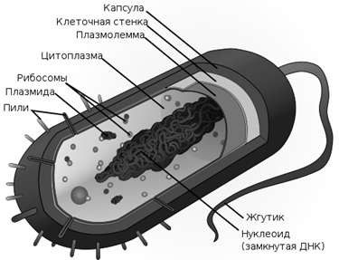 Систематика микроорганизмов - student2.ru