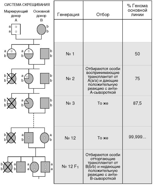 СИСТЕМУ. SCID(англ. Severe combined immunodeficiency) - мыши, страдающие тяжелым иммунодефицитом в результате мутации в генах RAG, ответственных за перегруппировку - student2.ru